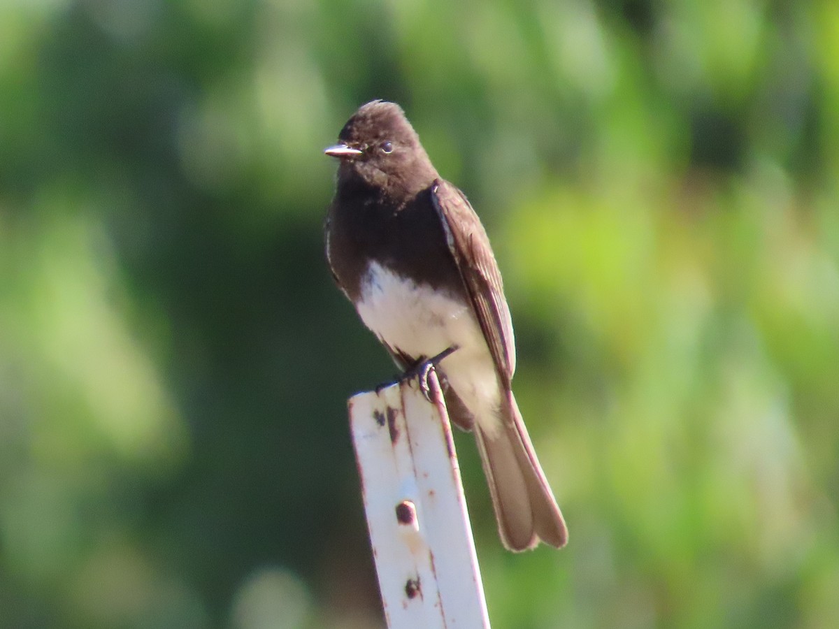 Black Phoebe - Sharon Rasmussen