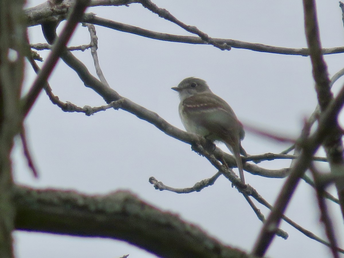 Least Flycatcher - ML620708202