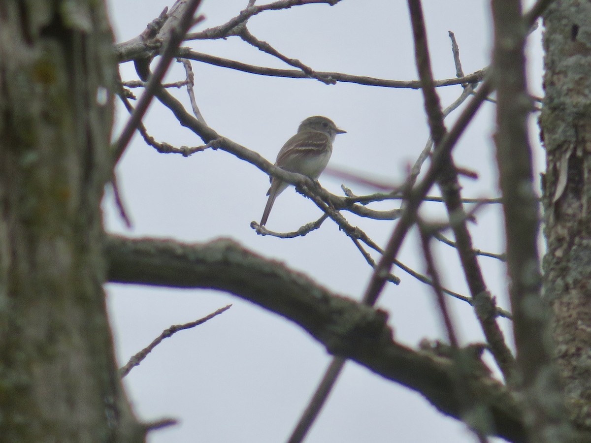 Least Flycatcher - ML620708204