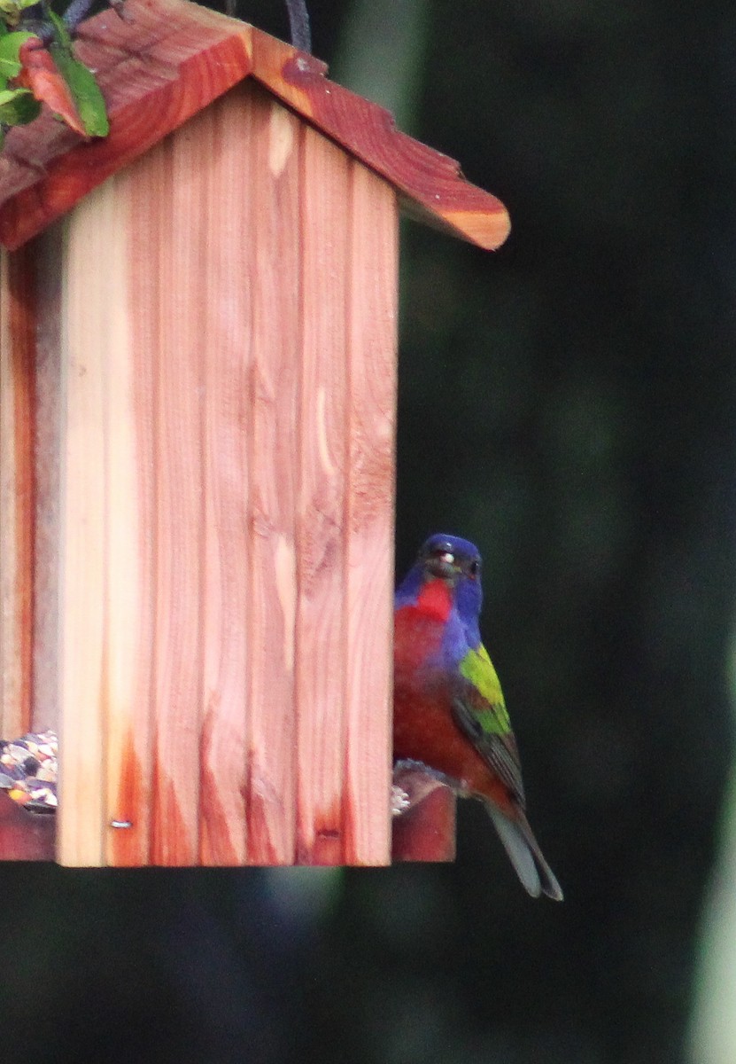 Painted Bunting - ML620708205