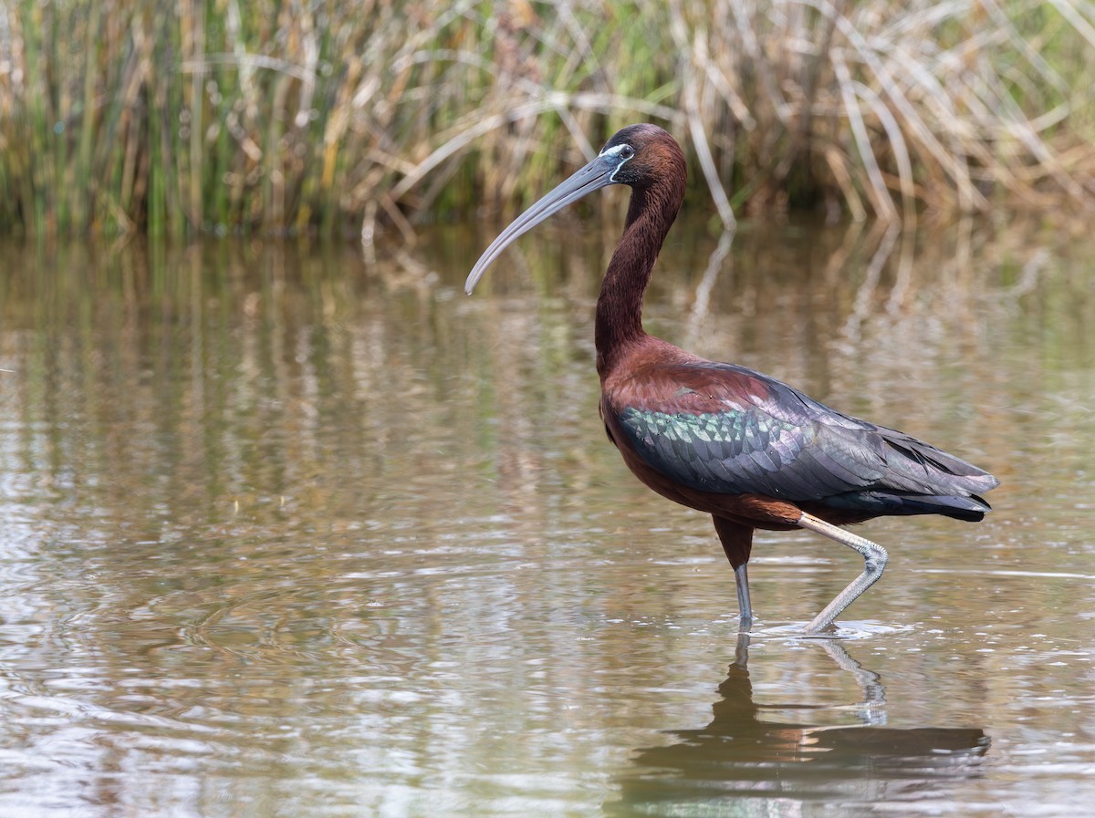 Glossy Ibis - ML620708206