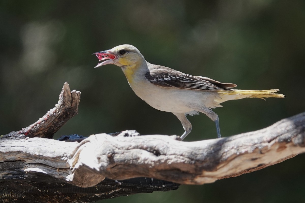 Bullock's Oriole - ML620708208