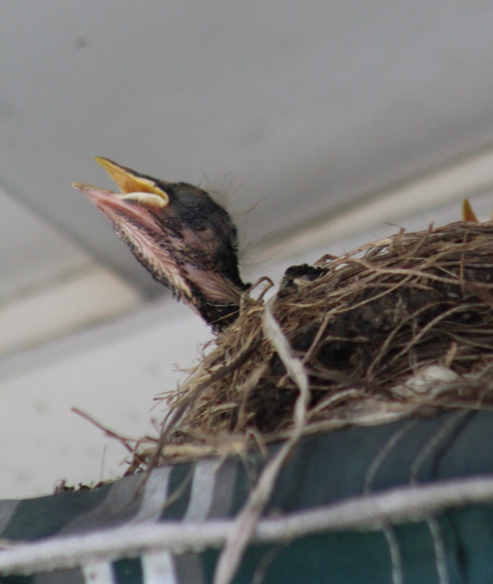 American Robin - ML620708209