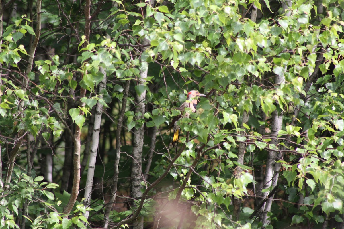 Northern Flicker - ML620708211