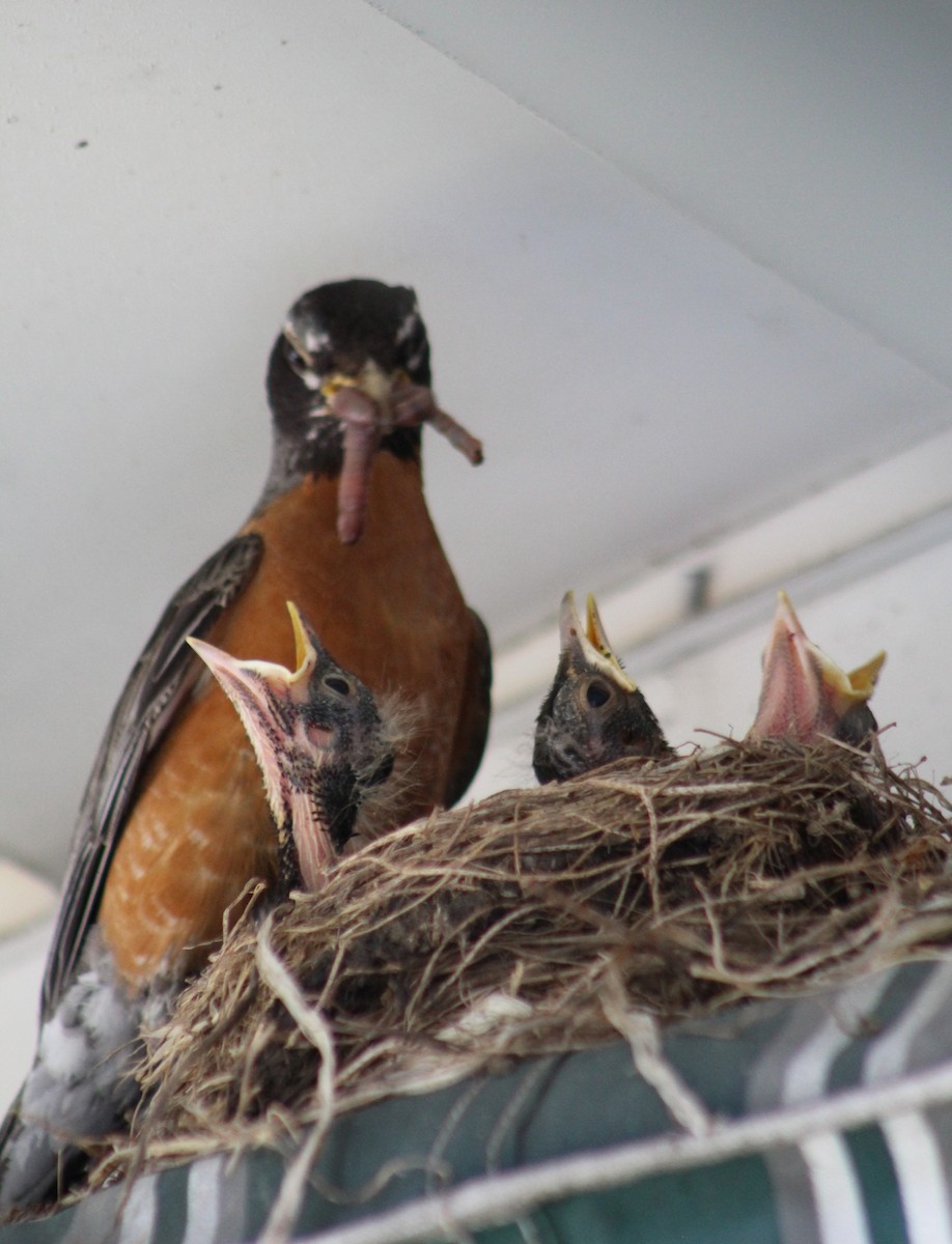 American Robin - ML620708212