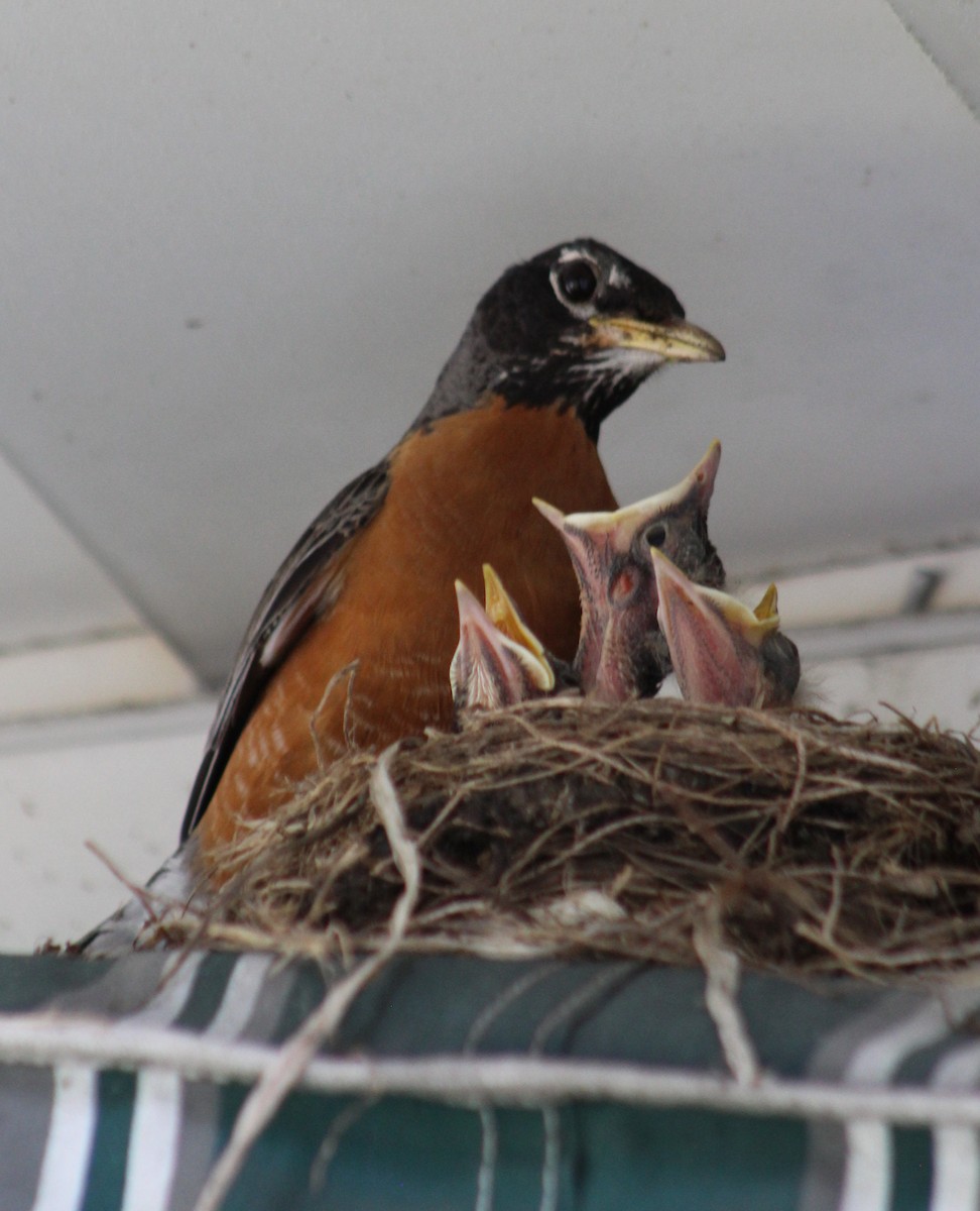 American Robin - ML620708214