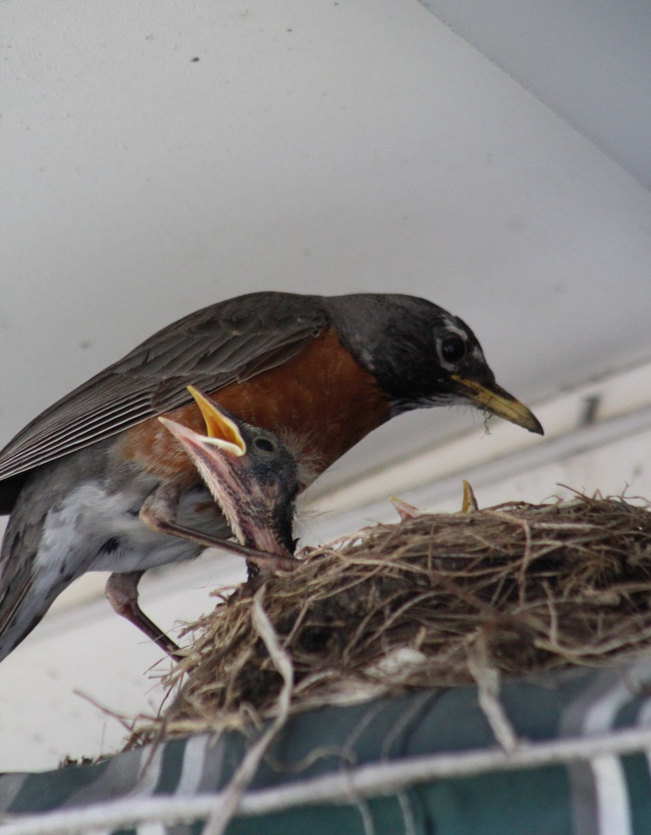 American Robin - ML620708215