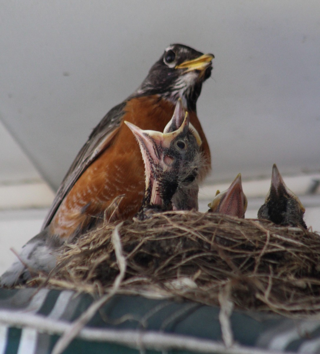 American Robin - ML620708218