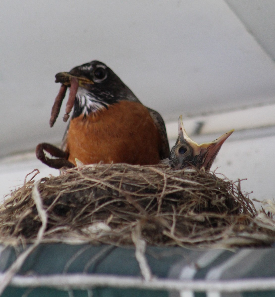 American Robin - ML620708220