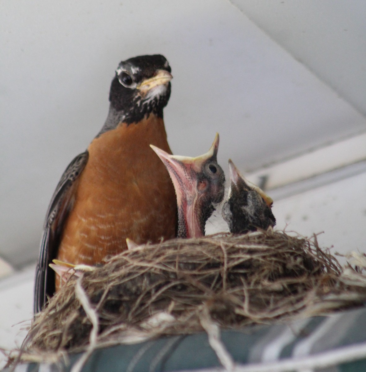 American Robin - ML620708221