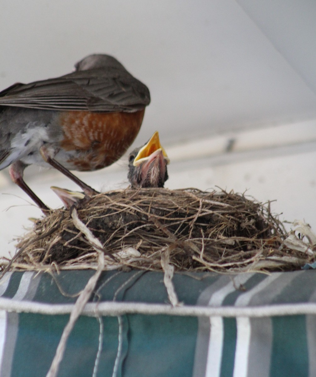 American Robin - ML620708222