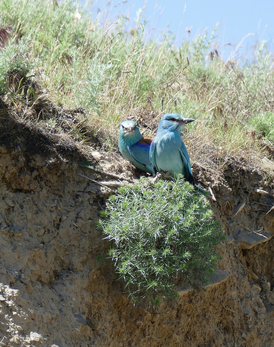 European Roller - ML620708224