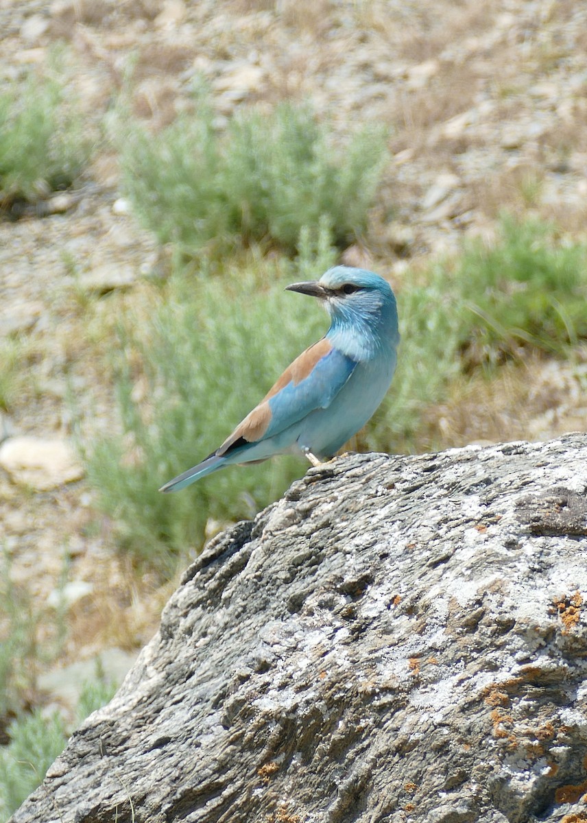 European Roller - ML620708226