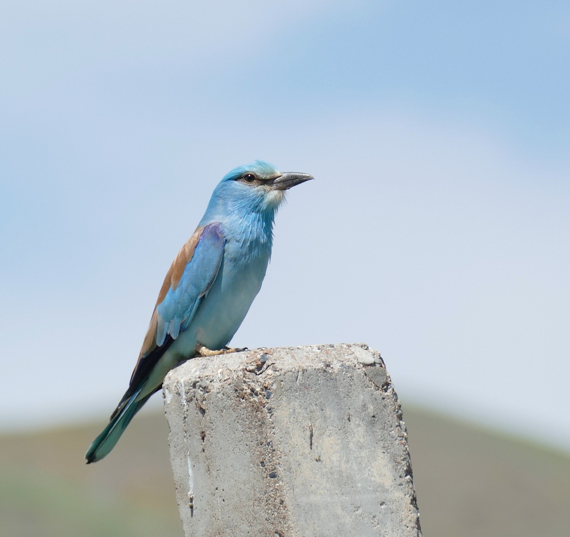 European Roller - ML620708227