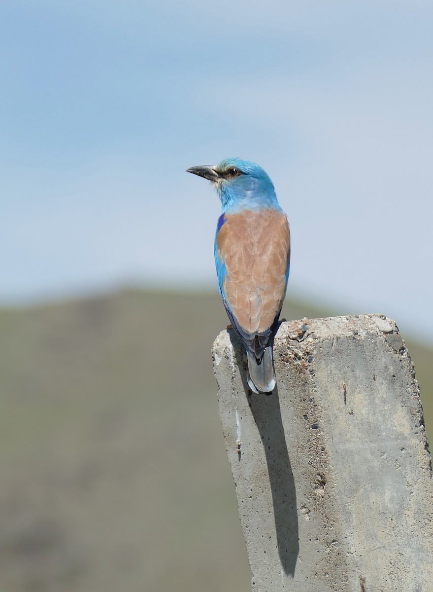 European Roller - ML620708228