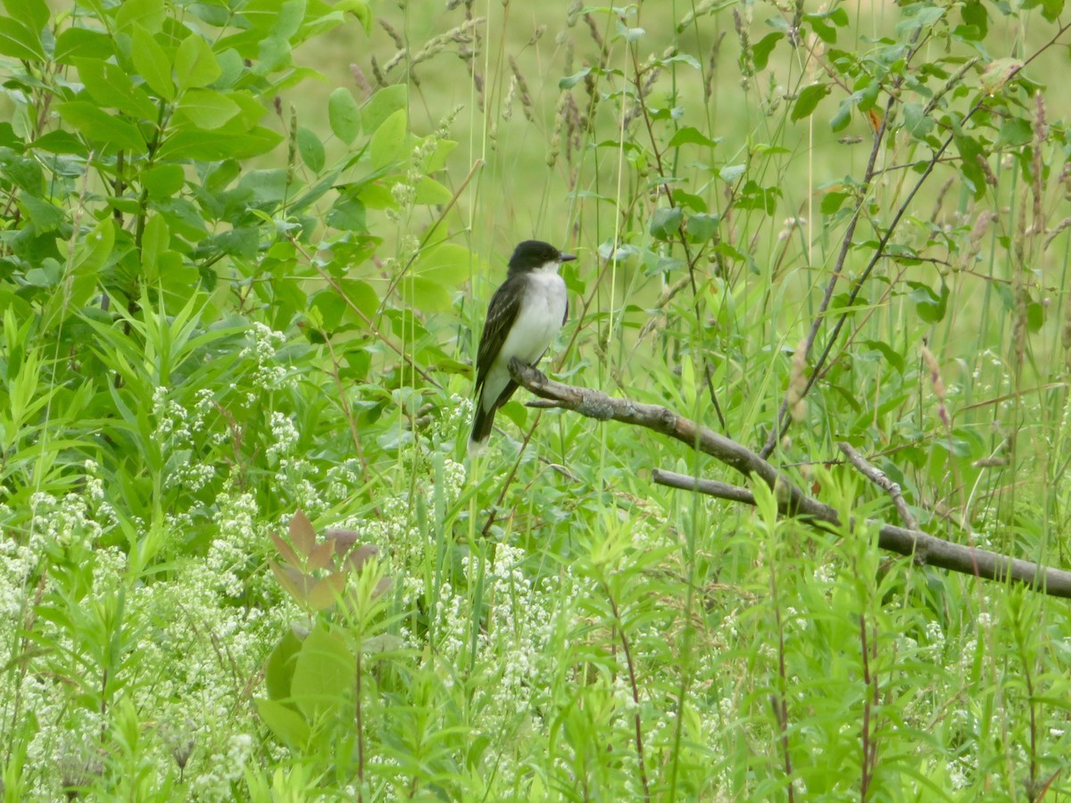 Eastern Kingbird - ML620708229