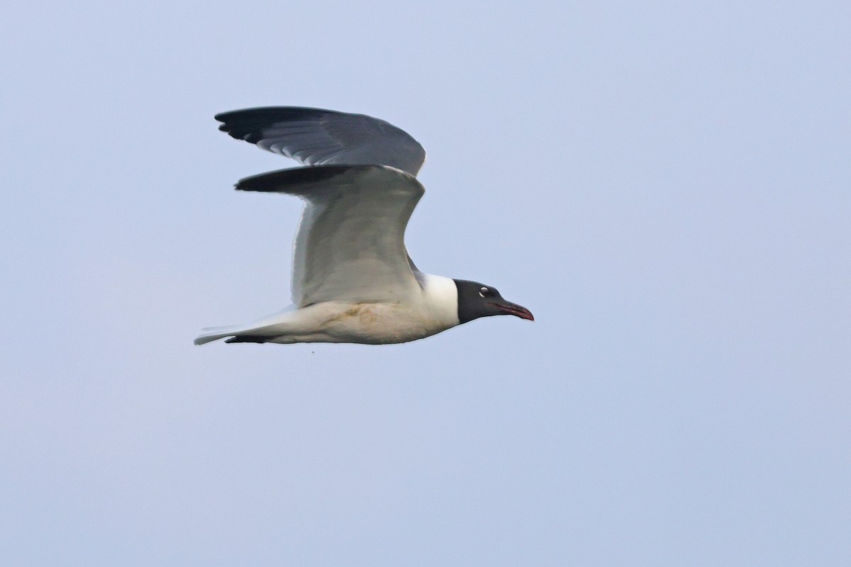 Laughing Gull - Corey Finger