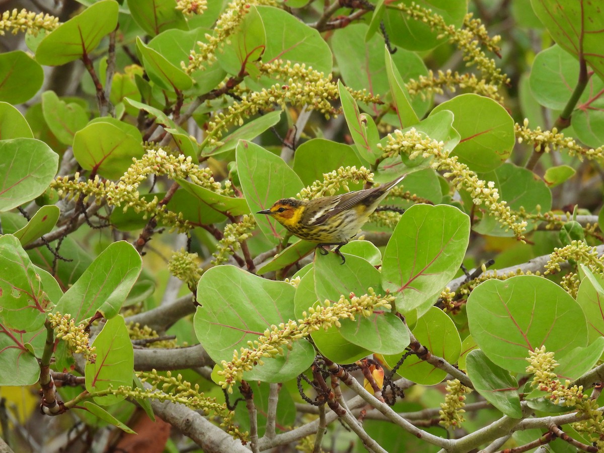 Cape May Warbler - ML620708237