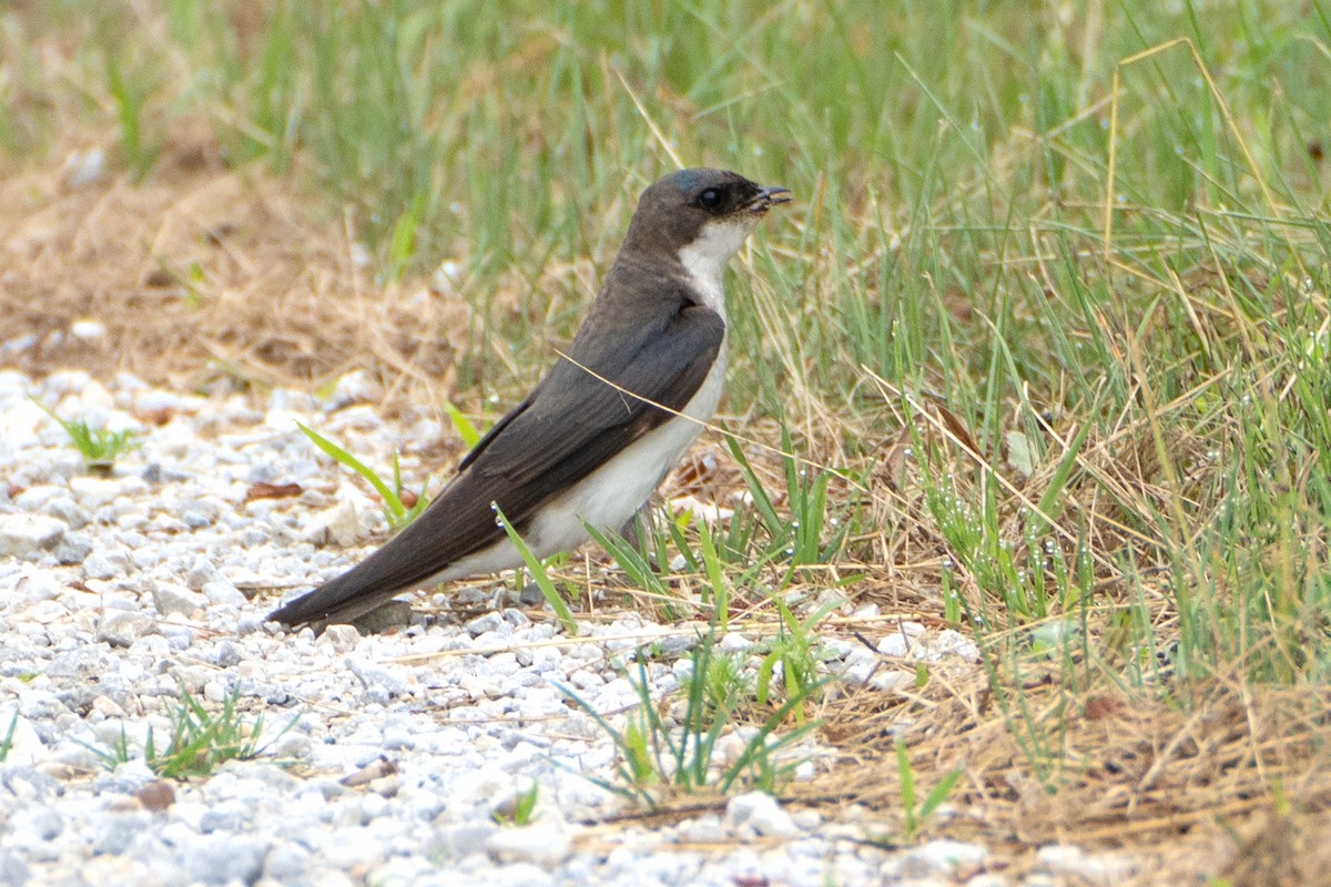 Tree Swallow - ML620708244