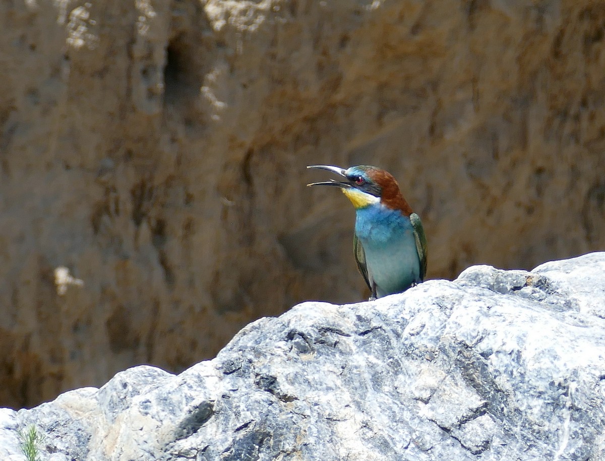 European Bee-eater - ML620708246