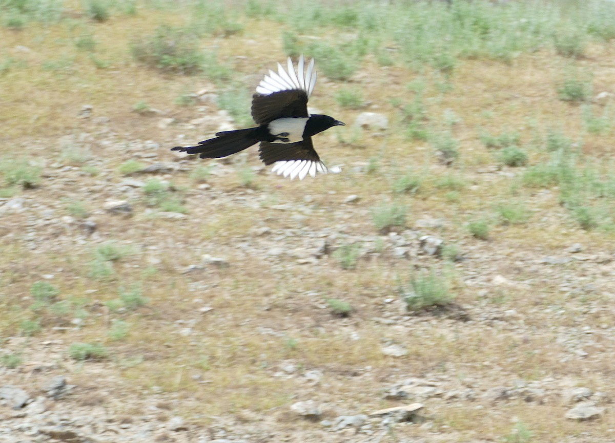 Eurasian Magpie - ML620708261