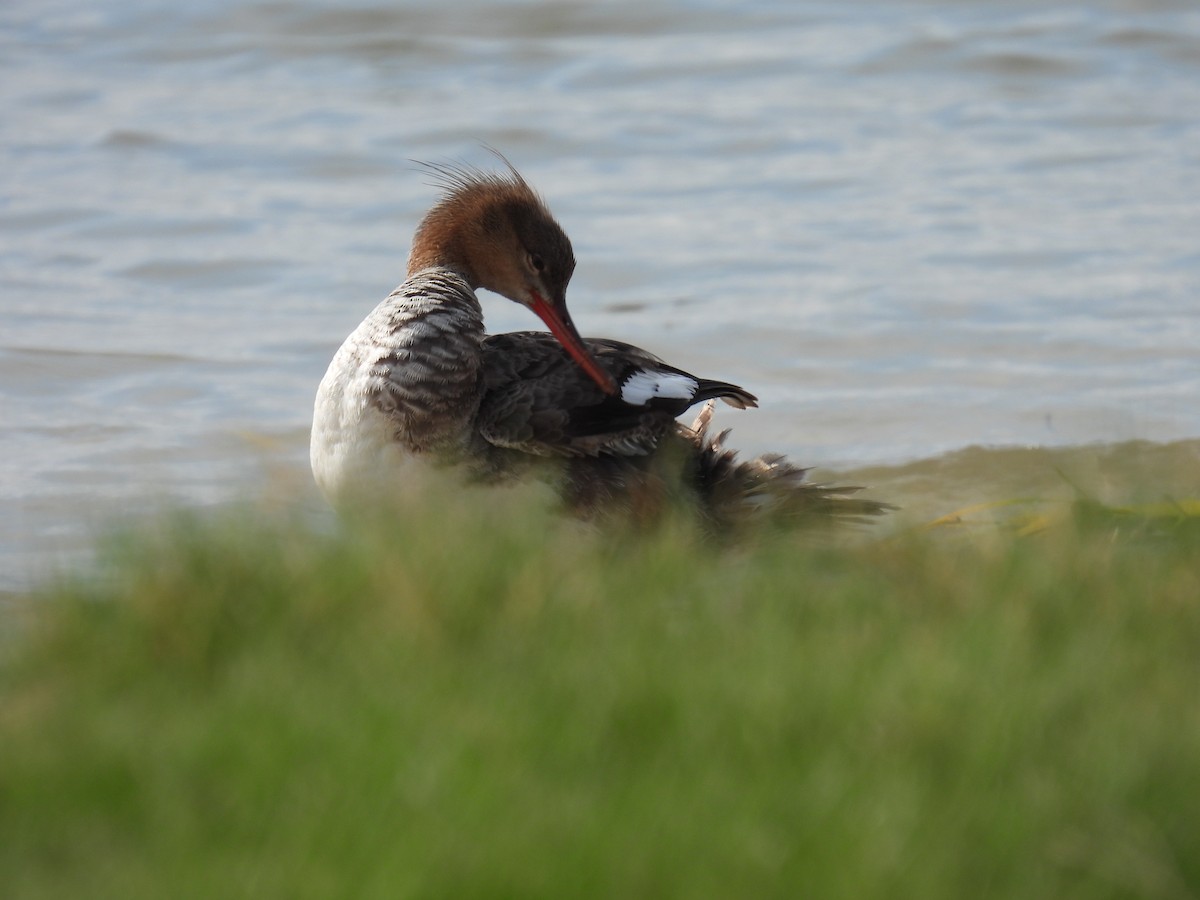 Red-breasted Merganser - ML620708263