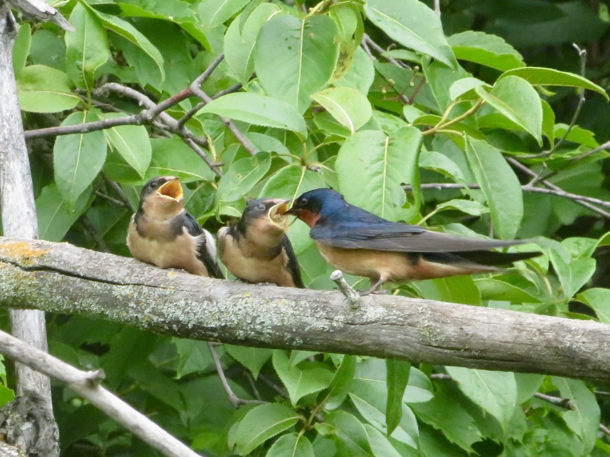 Barn Swallow - ML620708265