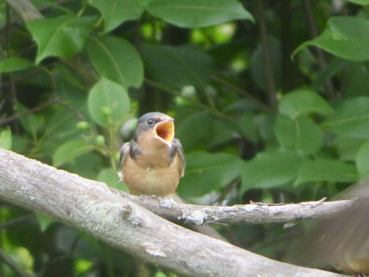 Barn Swallow - ML620708267