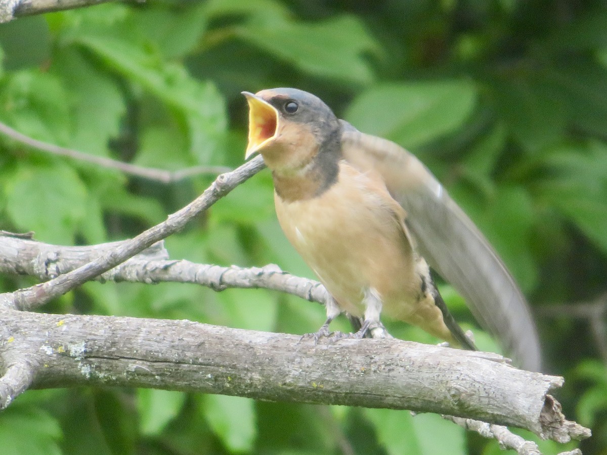 Barn Swallow - ML620708269