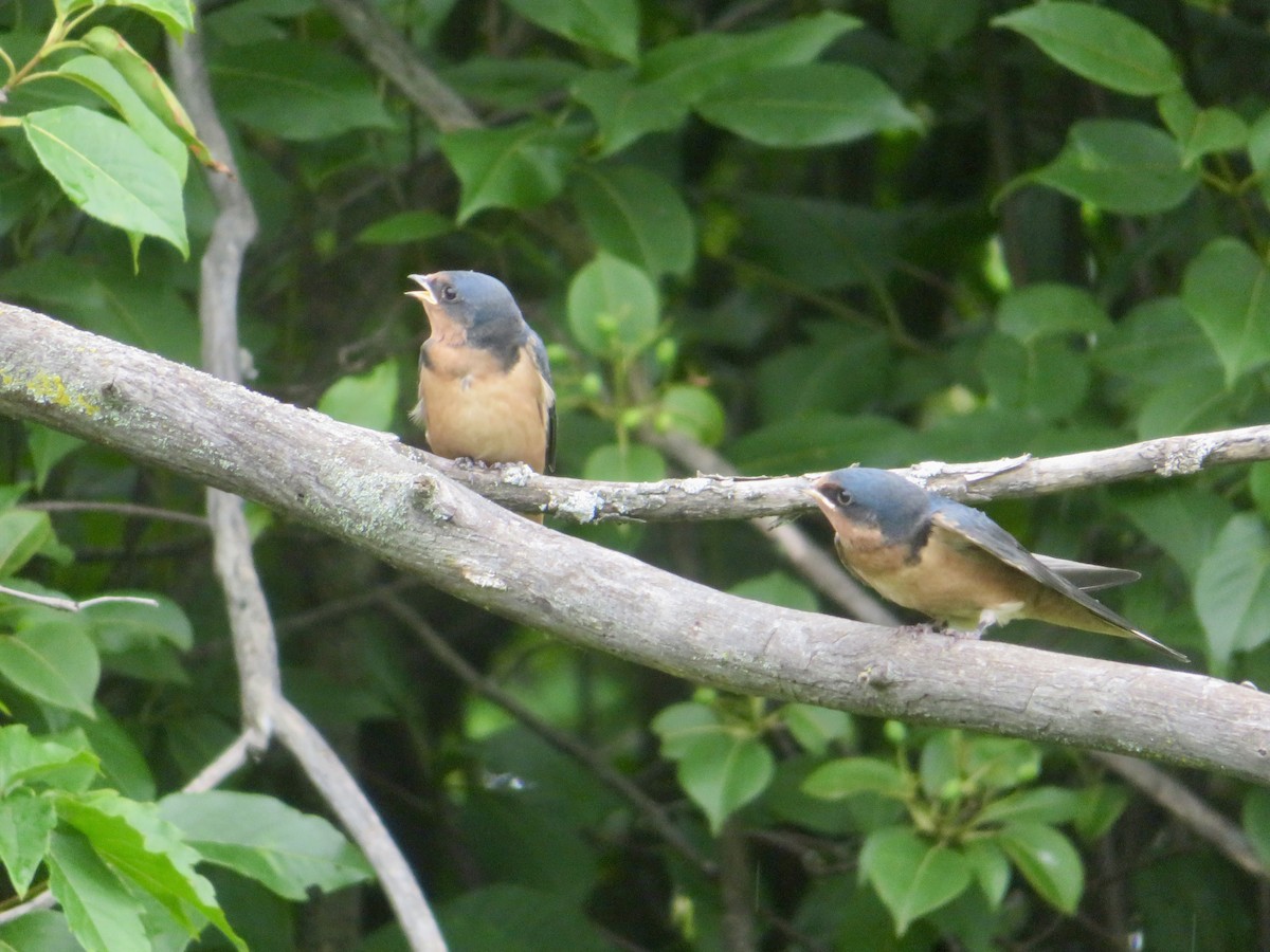 Barn Swallow - ML620708270