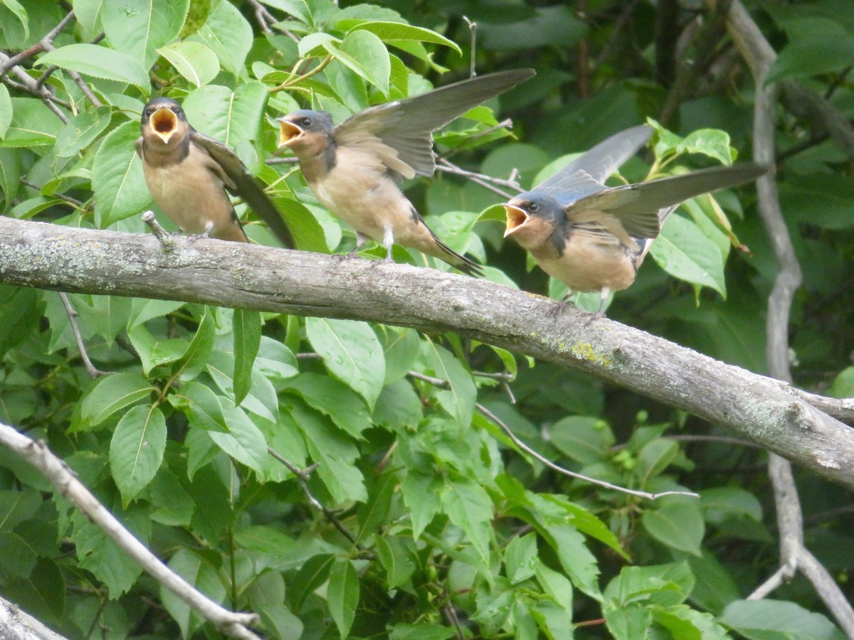 Barn Swallow - Christine Cote