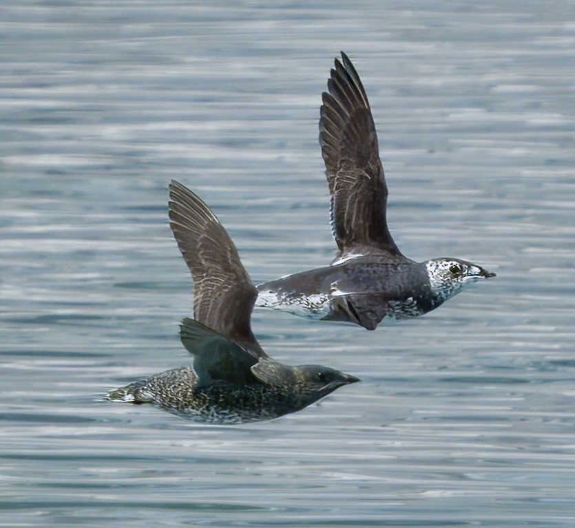 Kittlitz's Murrelet - Mike Sullivan