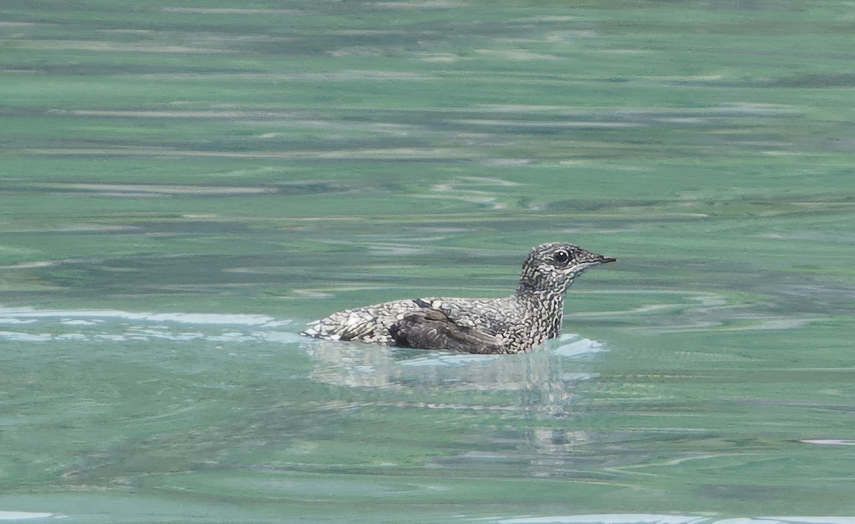 Kittlitz's Murrelet - ML620708276