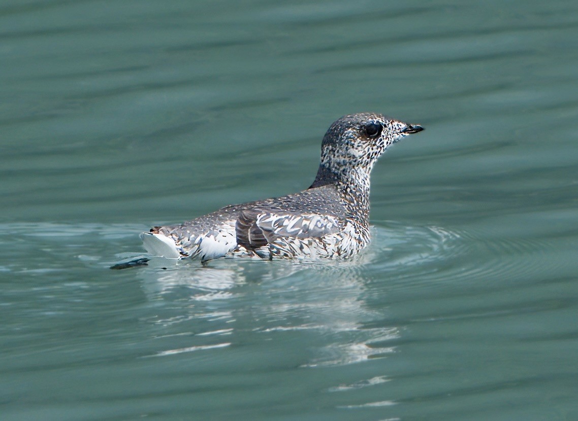 Kittlitz's Murrelet - ML620708281