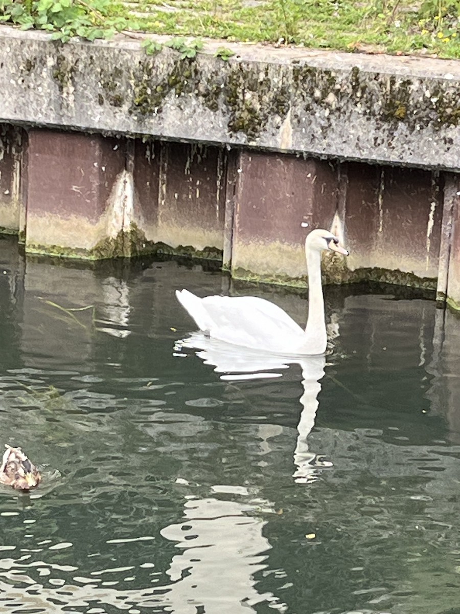 Mute Swan - ML620708287