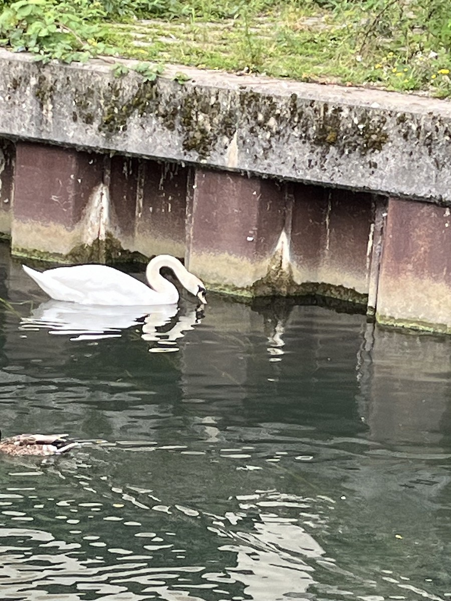 Mute Swan - ML620708288