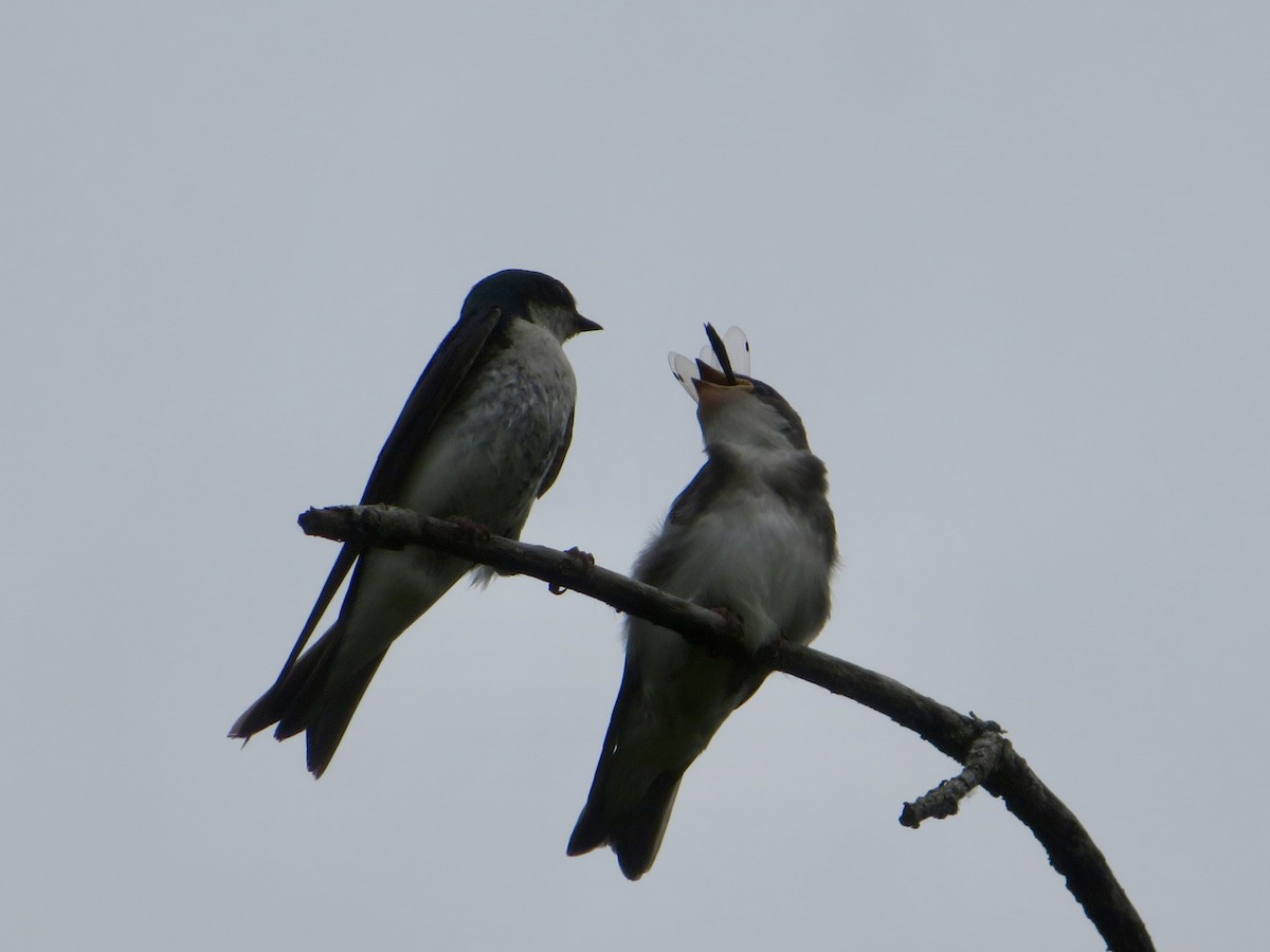 Tree Swallow - ML620708295