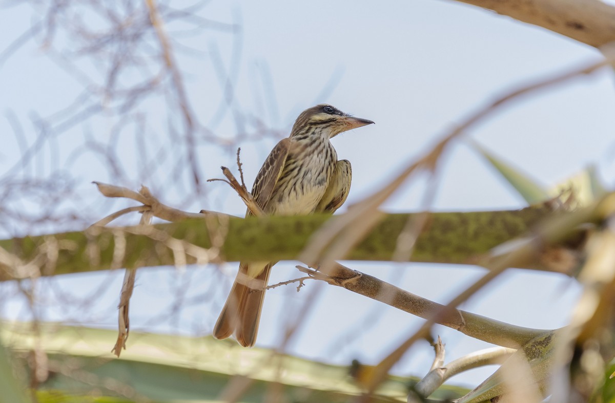 Streaked Flycatcher - ML620708301