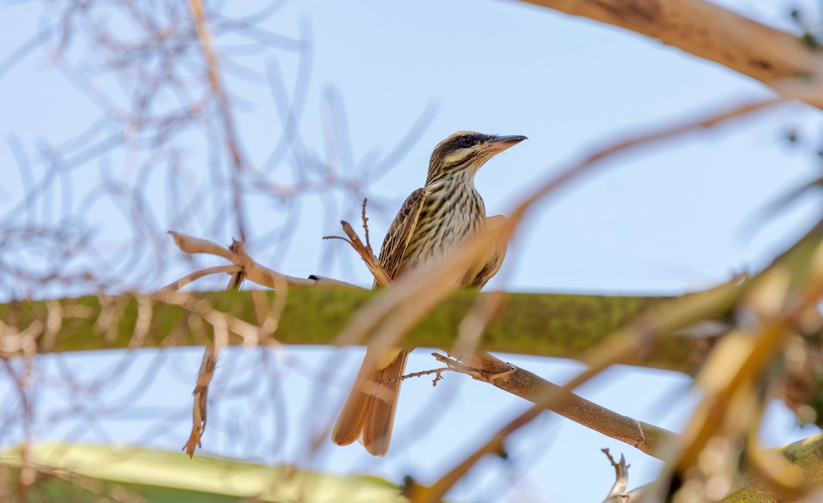 Streaked Flycatcher - ML620708317