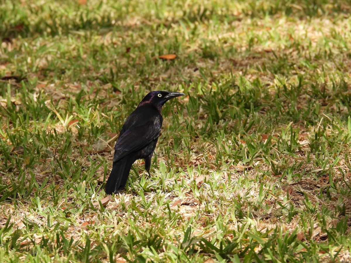 Common Grackle - ML620708321