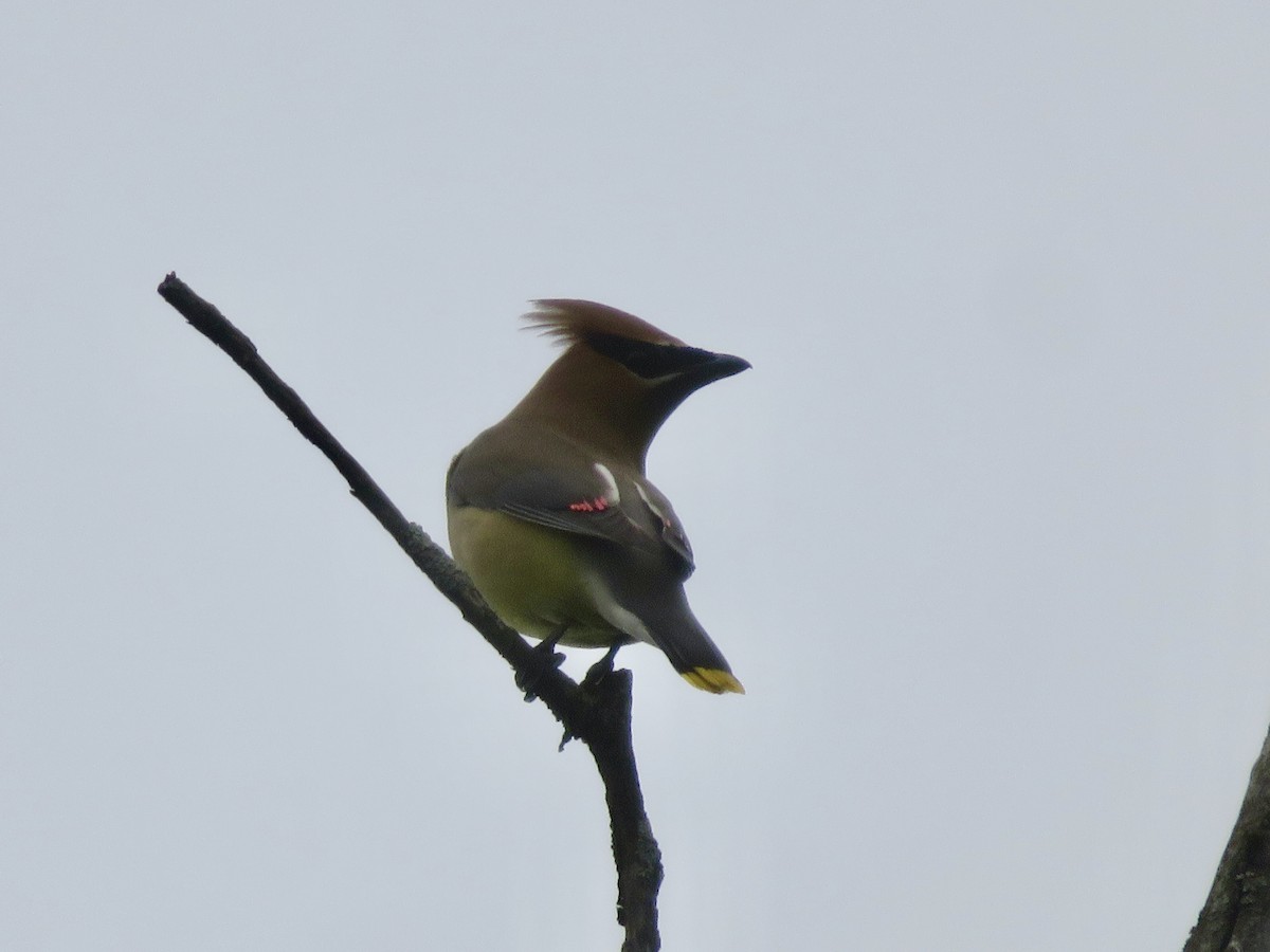 Cedar Waxwing - ML620708322