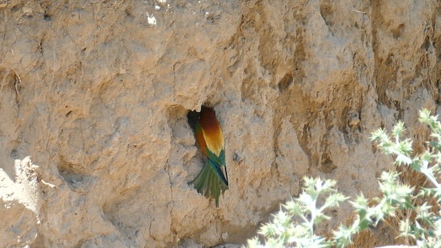 European Bee-eater - ML620708324