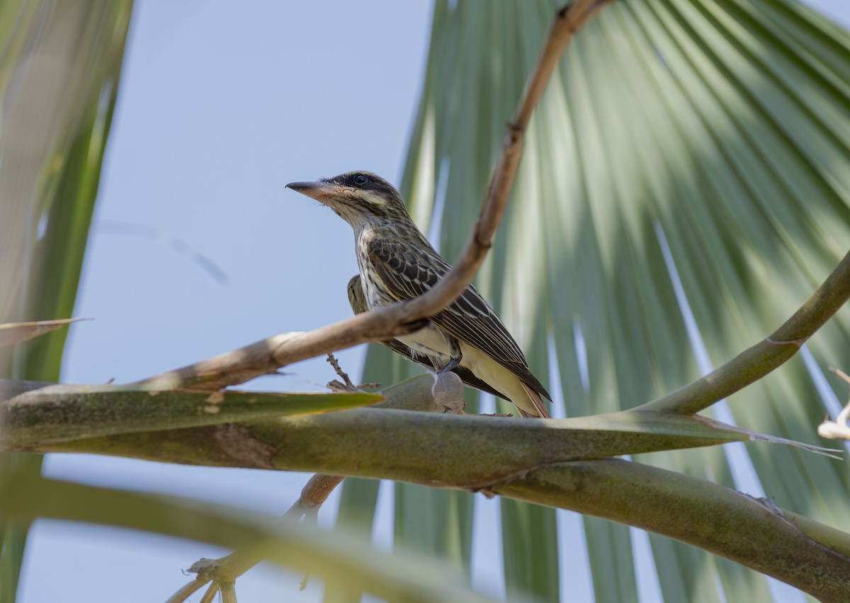 Streaked Flycatcher - ML620708325