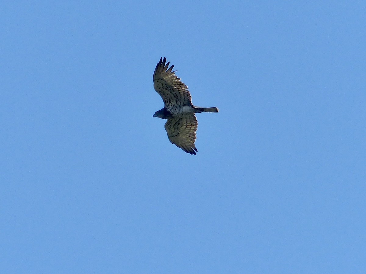 Short-toed Snake-Eagle - ML620708328