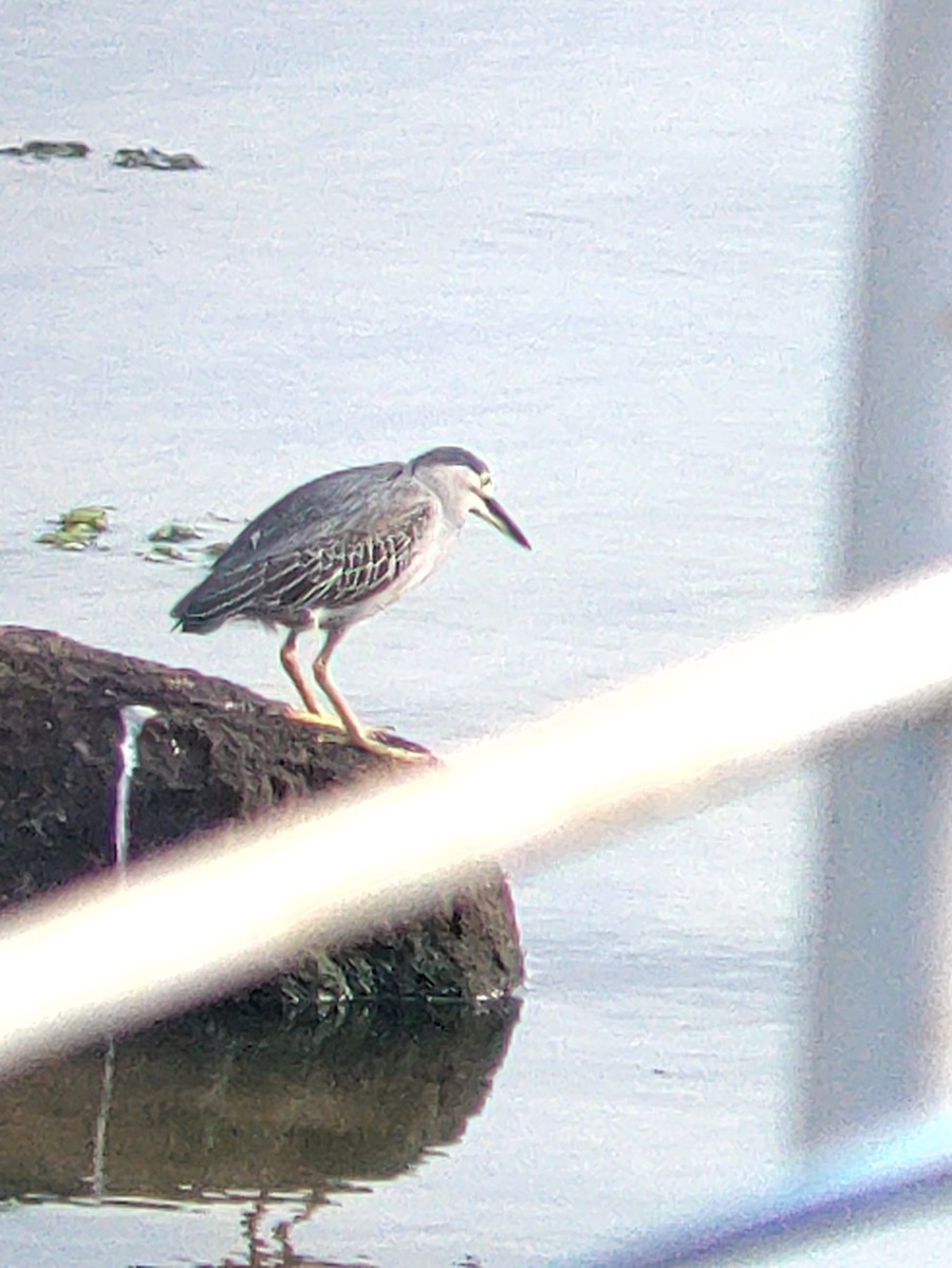 Striated Heron - ML620708331