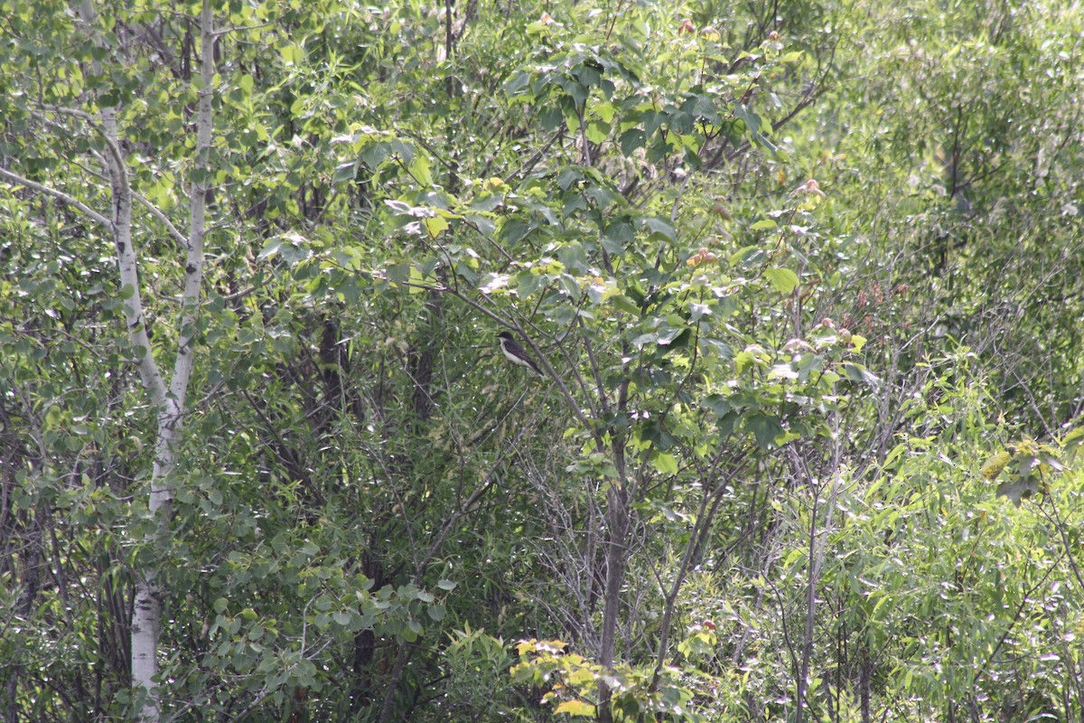 Eastern Kingbird - ML620708339