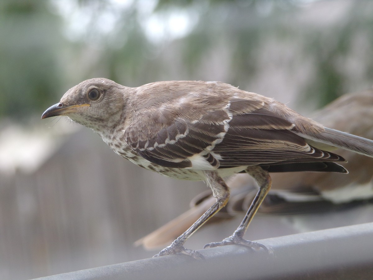 Northern Mockingbird - ML620708344