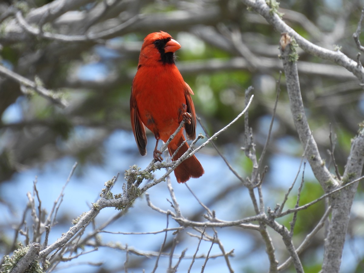 Cardinal rouge - ML620708353