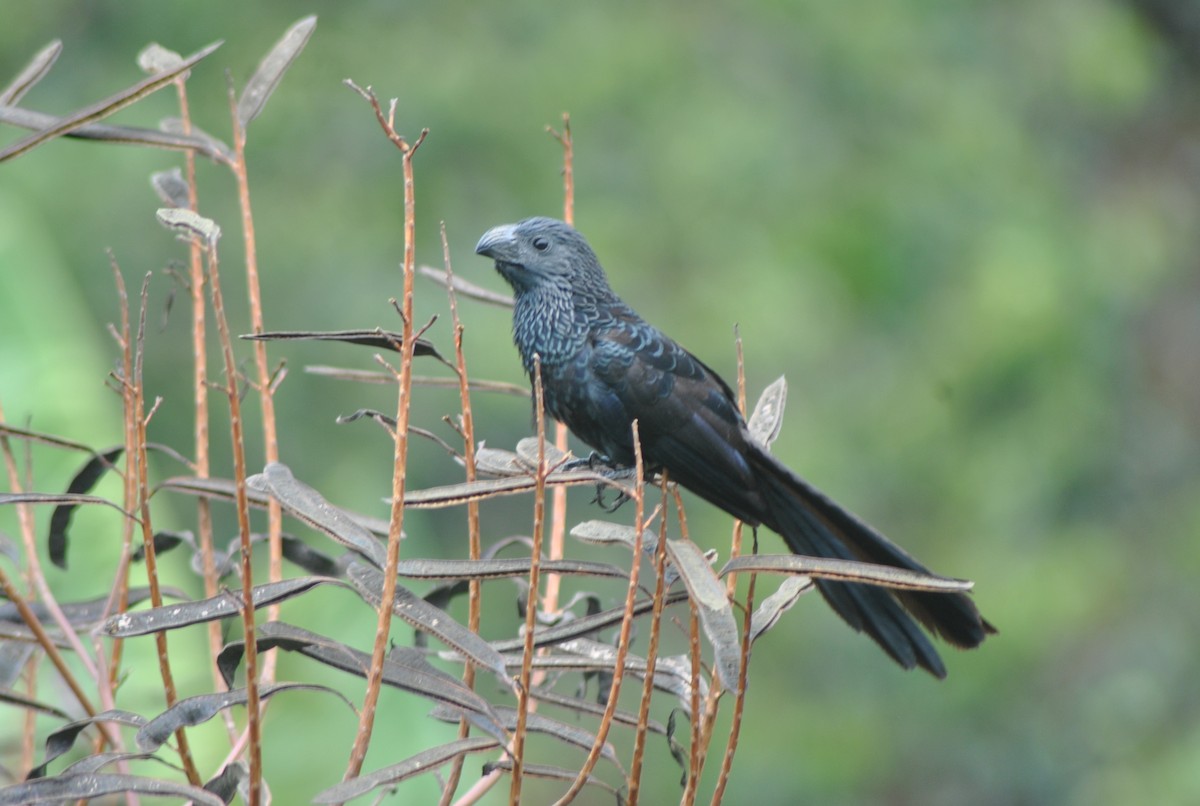 Groove-billed Ani - ML620708354