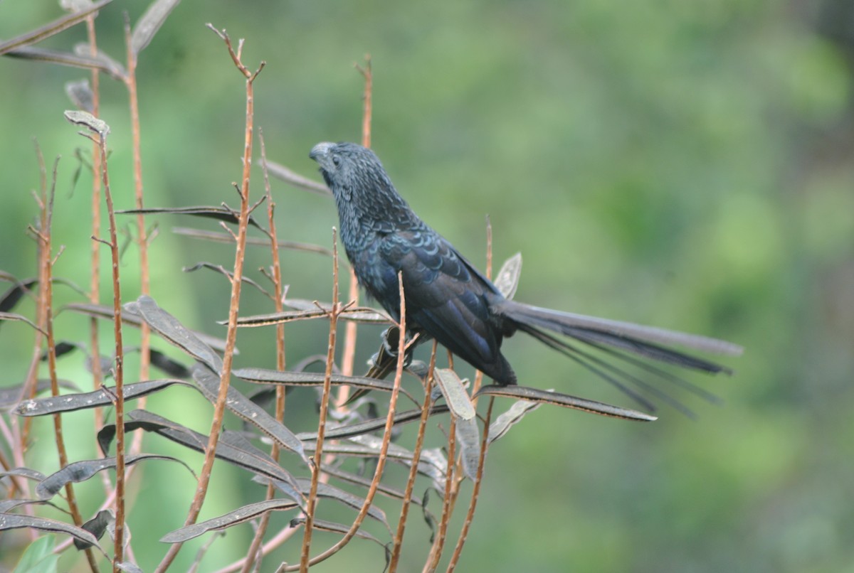 Groove-billed Ani - ML620708355